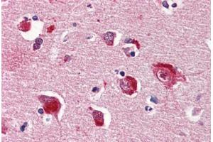 anti-Protein Phosphatase 1, Catalytic Subunit, alpha Isoform (PPP1CA) (AA 30-299) antibody