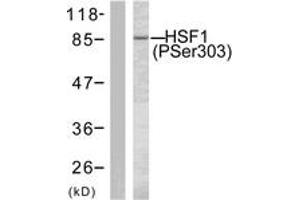 Western blot analysis of extracts from MCF7 cells treated with TNF-alpha 20ng/ml 30', using HSF1 (Phospho-Ser303) Antibody. (HSF1 Antikörper  (pSer303))