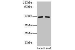 Western blot All lanes: DDX39B antibody at 2 μg/mL Lane 1: EC109 whole cell lysate Lane 2: 293T whole cell lysate Secondary Goat polyclonal to rabbit IgG at 1/15000 dilution Predicted band size: 49, 51 kDa Observed band size: 49 kDa (DDX39B Antikörper  (AA 2-251))