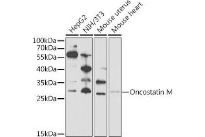 Western blot analysis of extracts of various cell lines, using Oncostatin M Antibody (ABIN6128404, ABIN6145072, ABIN6145073 and ABIN6221768) at 1:1000 dilution. (Oncostatin M Antikörper  (AA 26-252))