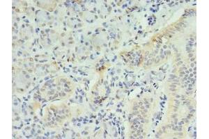 Immunohistochemistry of paraffin-embedded human pancreatic tissue using ABIN7156310 at dilution of 1:100 (INPP1 Antikörper  (AA 1-175))