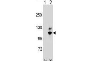 Western Blotting (WB) image for anti-Guanine Nucleotide Binding Protein Like Protein 2 (GNL2) antibody (ABIN2998762) (GNL2 Antikörper)
