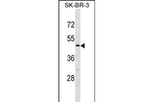 CASQ2 Antibody (Center) (ABIN1881138 and ABIN2838874) western blot analysis in SK-BR-3 cell line lysates (35 μg/lane).