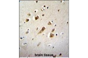 NIPSNB Antibody (C-term) (ABIN656029 and ABIN2845403) immunohistochemistry analysis in formalin fixed and paraffin embedded human brain tissue followed by peroxidase conjugation of the secondary antibody and DAB staining. (NIPSNAP3B Antikörper  (C-Term))