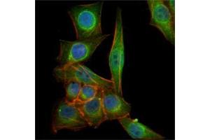 Immunofluorescence analysis of PANC-1 cells using TUBB3 mouse mAb (green). (TUBB3 Antikörper)