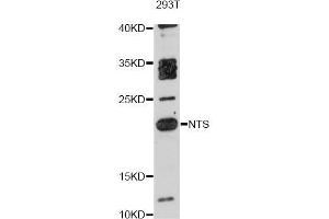 Western blot analysis of extracts of 293T cells, using NTS antibody (ABIN5998394) at 1:3000 dilution. (Neurotensin Antikörper)