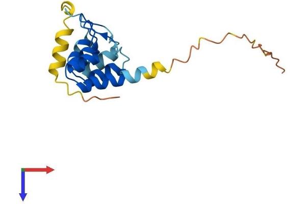 ANKRD37 Protein (AA 1-159) (His tag)