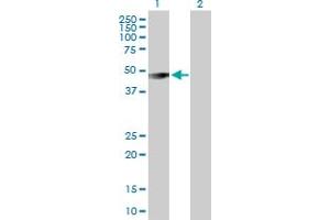 Western Blot analysis of GIF expression in transfected 293T cell line by GIF MaxPab polyclonal antibody.