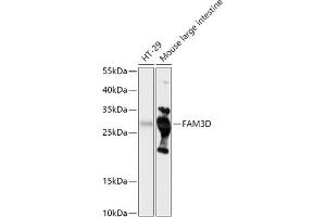 Western blot analysis of extracts of various cell lines, using FD antibody (ABIN7267116) at 1:1000 dilution. (FAM3D Antikörper  (AA 24-204))