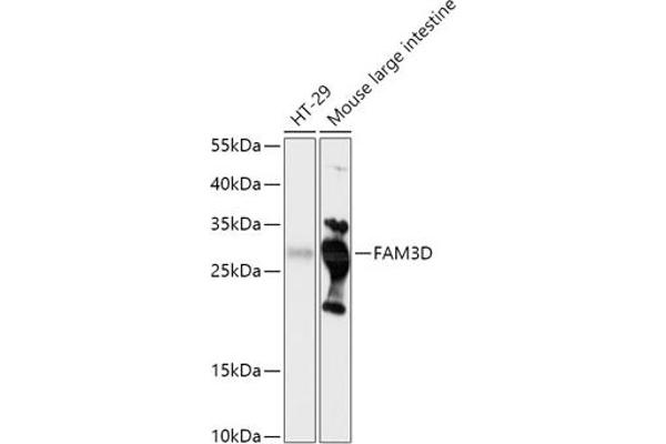 FAM3D Antikörper  (AA 24-204)
