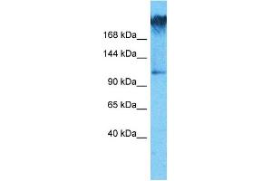 Host:  Rabbit  Target Name:  WDR7  Sample Type:  COLO205 Whole Cell lysates  Antibody Dilution:  1. (WDR7 Antikörper  (C-Term))
