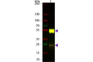 Western Blot of ATTO 594 conjugated Goat anti-Mouse IgG Pre-adsorbed secondary antibody. (Ziege anti-Maus IgG (Heavy & Light Chain) Antikörper (Atto 594) - Preadsorbed)