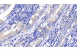 Detection of IL10 in Canine Small intestine Tissue using Polyclonal Antibody to Interleukin 10 (IL10) (IL-10 Antikörper  (AA 21-181))