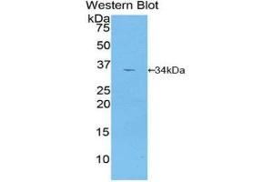 Western Blotting (WB) image for anti-Mitogen-Activated Protein Kinase Kinase 2 (MAP2K2) (AA 44-313) antibody (ABIN3204361) (MEK2 Antikörper  (AA 44-313))