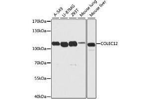 Western blot analysis of extracts of various cell lines, using COLEC12 antibody (ABIN4903342) at 1:2000 dilution. (COLEC12 Antikörper)