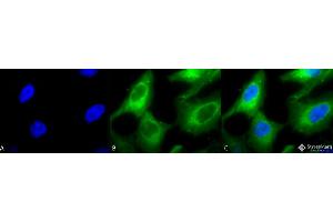 Immunocytochemistry/Immunofluorescence analysis using Rabbit Anti-Hsp90 Polyclonal Antibody . (HSP90 Antikörper  (Biotin))