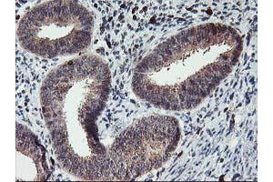 Immunohistochemical staining of paraffin-embedded Human endometrium tissue using anti-GRAP2 mouse monoclonal antibody. (GRAP2 Antikörper)