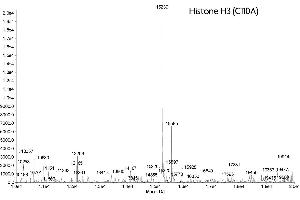 Mass Spectrometry (MS) image for Histone 3 (H3) (Cys110Ala-Mutant) protein (ABIN2669496) (Histone 3 Protein (H3) (Cys110Ala-Mutant))