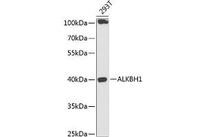 Western blot analysis of extracts of 293T cells, using  antibody (ABIN6131447, ABIN6136794, ABIN6136796 and ABIN6218313) at 1:1000 dilution. (ALKBH1 Antikörper  (AA 110-389))