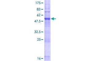 LAPTM5 Protein (AA 1-262) (GST tag)