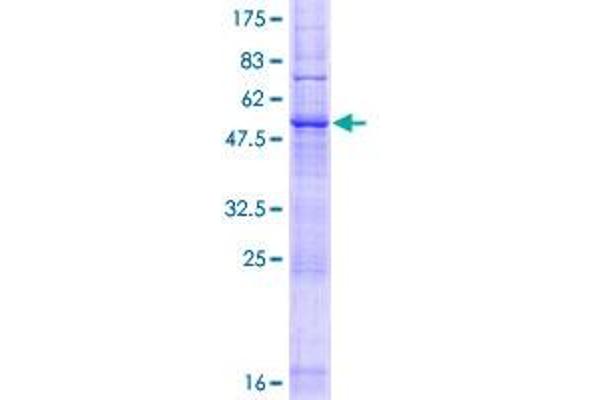 LAPTM5 Protein (AA 1-262) (GST tag)