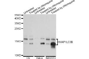 Western blot analysis of extracts of various cell lines, using MAP1LC3B antibody (ABIN5974331) at 1/1000 dilution.