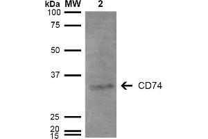 Western Blot analysis of Human Lymphoblastoid cell line (Raji) showing detection of 33-35 kDa CD74 protein using Mouse Anti-CD74 Monoclonal Antibody, Clone 3D7 . (CD74 Antikörper  (Atto 488))