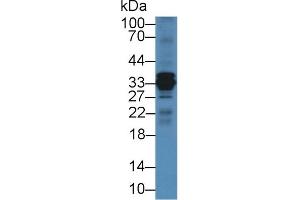 Western Blotting (WB) image for anti-Cathepsin S (CTSS) (AA 115-331) antibody (ABIN7441838)