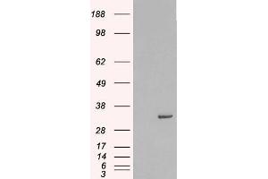 HEK293 overexpressing Human STX6 (ABIN5365441) and probed with ABIN185614 (mock transfection in first lane).