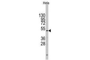 Image no. 1 for anti-CD4 (CD4) (N-Term) antibody (ABIN357033)