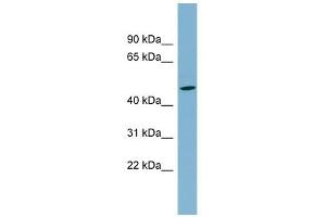 SLC25A24 antibody used at 1 ug/ml to detect target protein. (SLC25A24 Antikörper)