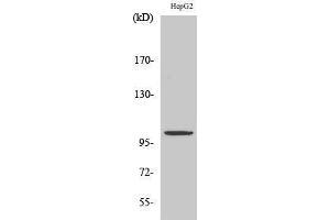 Western Blotting (WB) image for anti-Zinc Finger, ZZ-Type Containing 3 (ZZZ3) (Internal Region) antibody (ABIN3178033) (ZZZ3 Antikörper  (Internal Region))
