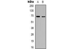 Western blot analysis of RhoBTB3 expression in A10 (A), K562 (B) whole cell lysates.