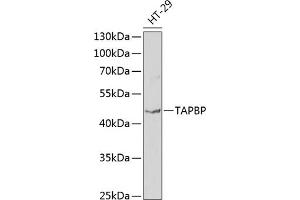 Western blot analysis of extracts of HT-29 cells, using TAPBP antibody (ABIN6132745, ABIN6148848, ABIN6148850 and ABIN6219122) at 1:1000 dilution. (TAPBP Antikörper  (AA 30-260))