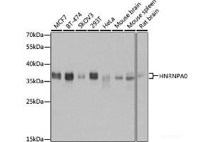 Western blot analysis of extracts of various cell lines using HNRNPA0 Polyclonal Antibody at dilution of 1:3000. (HNRNPA0 Antikörper)
