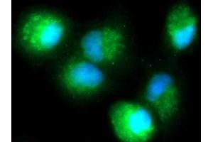 Immunofluorescence (IF) image for anti-Dual Specificity Phosphatase 18 (DUSP18) (AA 1-188) antibody (FITC) (ABIN5565391)