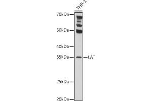Western blot analysis of extracts of THP-1 cells, using LAT Rabbit pAb (ABIN6128175, ABIN6143099, ABIN6143100 and ABIN6221291) at 1:1000 dilution. (LAT Antikörper  (AA 28-233))