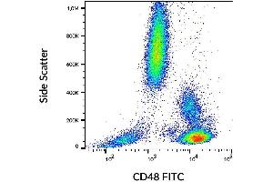 Surface staining of human peripheral blood with anti-CD48 (MEM-102) FITC. (CD48 Antikörper  (FITC))