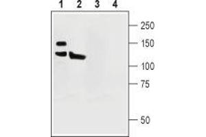 Western blot analysis of rat (lanes 1 and 3) and mouse (lanes 2 and 4) brain lysates: - 1,2. (ATP2B1 Antikörper  (Intracellular, N-Term))