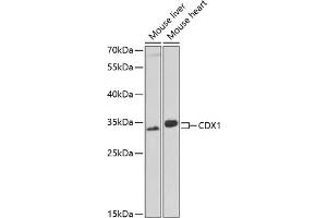 Western blot analysis of extracts of various cell lines, using CDX1 antibody (ABIN6131290, ABIN6138358, ABIN6138359 and ABIN6221374) at 1:1000 dilution. (CDX1 Antikörper  (AA 136-265))