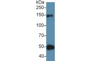 Western Blotting (WB) image for anti-Thrombospondin 1 (THBS1) (AA 71-259) antibody (ABIN7432190)