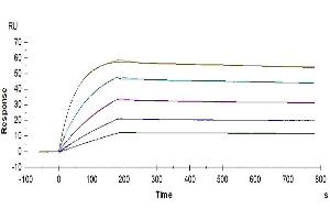 Surface Plasmon Resonance (SPR) image for Tumor Necrosis Factor Receptor Superfamily, Member 10d, Decoy with Truncated Death Domain (TNFRSF10D) (AA 56-211) protein (His-Avi Tag) (ABIN7275781)