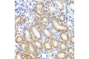 Immunohistochemistry of paraffin-embedded rat kidney using HMGCL antibody. (HMGCL Antikörper  (AA 1-325))