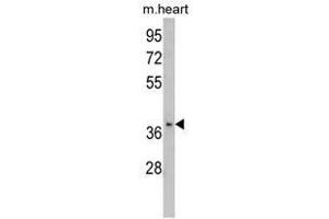 Image no. 1 for anti-Fructose-1,6-Bisphosphatase 2 (FBP2) (C-Term) antibody (ABIN452994) (FBP2 Antikörper  (C-Term))