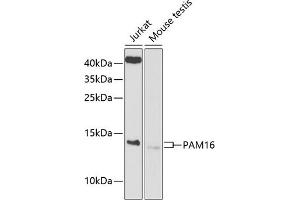 Western blot analysis of extracts of various cell lines, using P antibody (ABIN6133374, ABIN6145200, ABIN6145201 and ABIN6225214) at 1:1000 dilution. (MAGMAS Antikörper  (AA 21-125))
