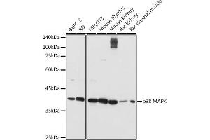 Western blot analysis of extracts of various cell lines, using p38 MAPK antibody (ABIN6130005, ABIN6143524, ABIN6143526 and ABIN6215167) at 1:1000 dilution.