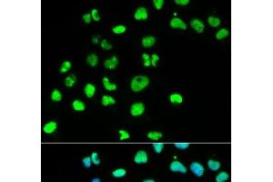 Immunofluorescence analysis of HeLa cells using MSH6 Polyclonal Antibody (MSH6 Antikörper)