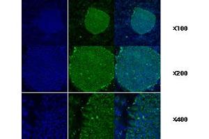 Immunofluorescence staining of human ES cell colony with monoclonal anti-human TRA1 antibody (2H3) (GRP94 Antikörper)