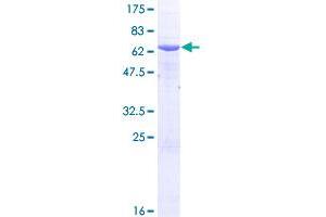 Image no. 1 for Aspartylglucosaminidase (AGA) (AA 1-346) protein (GST tag) (ABIN1344542) (AGA Protein (AA 1-346) (GST tag))