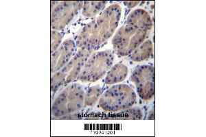CTTNBP2NL Antibody immunohistochemistry analysis in formalin fixed and paraffin embedded human stomach tissue followed by peroxidase conjugation of the secondary antibody and DAB staining. (CTTNBP2NL Antikörper  (N-Term))